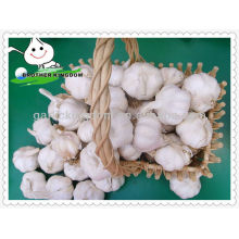 6.0 superior fresh garlic natural garlic on sale best selling products of garlic